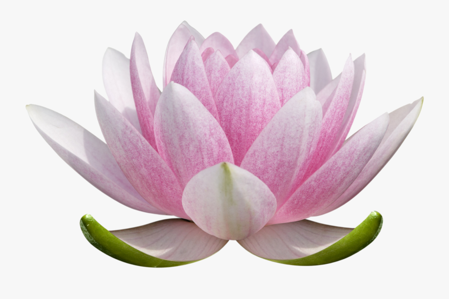 Lotus Flower Clipart No Background - Colored Lotus Flower Drawing, Transparent Clipart