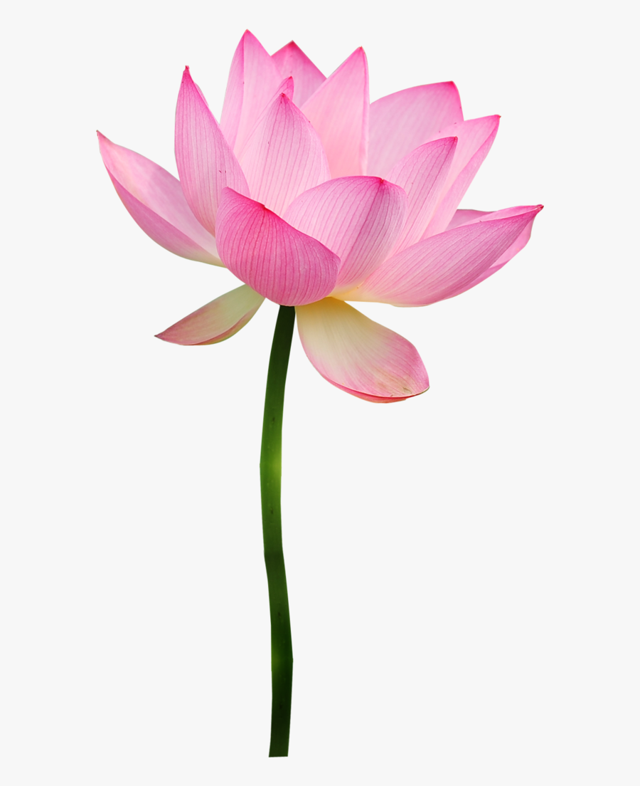 Фотки Pink Lotus, Flower Clipart, Lotus Blossoms, Lotus - Lotus Flower Pink Transparent, Transparent Clipart