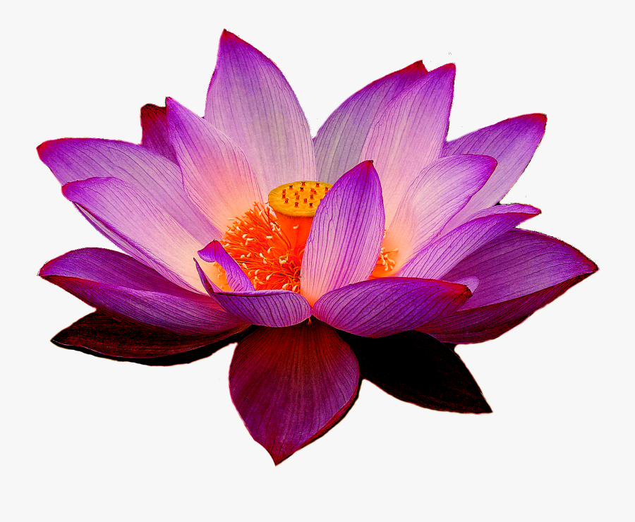 Purple Lotus Flower Png , Free Transparent Clipart - ClipartKey