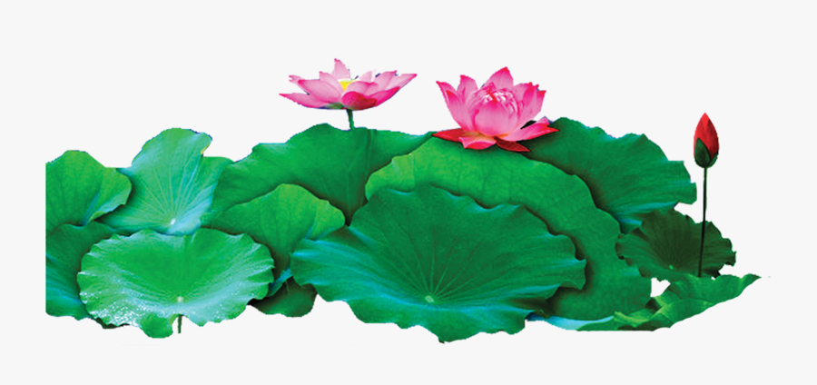 Lotus Png, Transparent Clipart