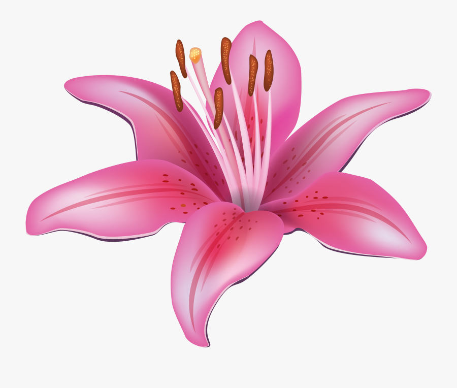 Pink Flower Png Best - Lily Clipart, Transparent Clipart