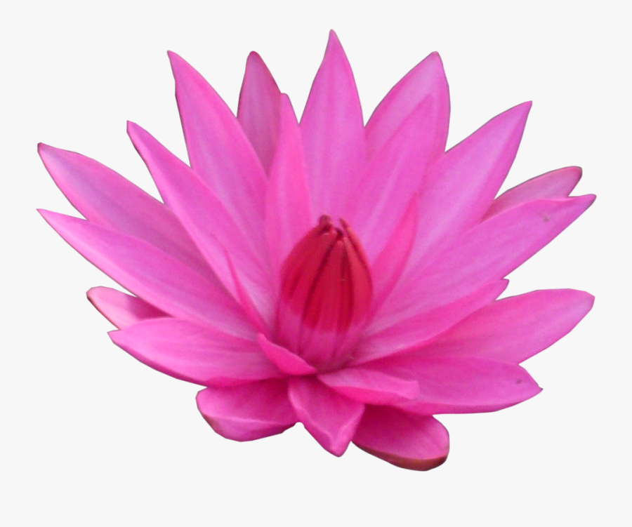 Pink Transparent Background Lotus Flower Png, Transparent Clipart