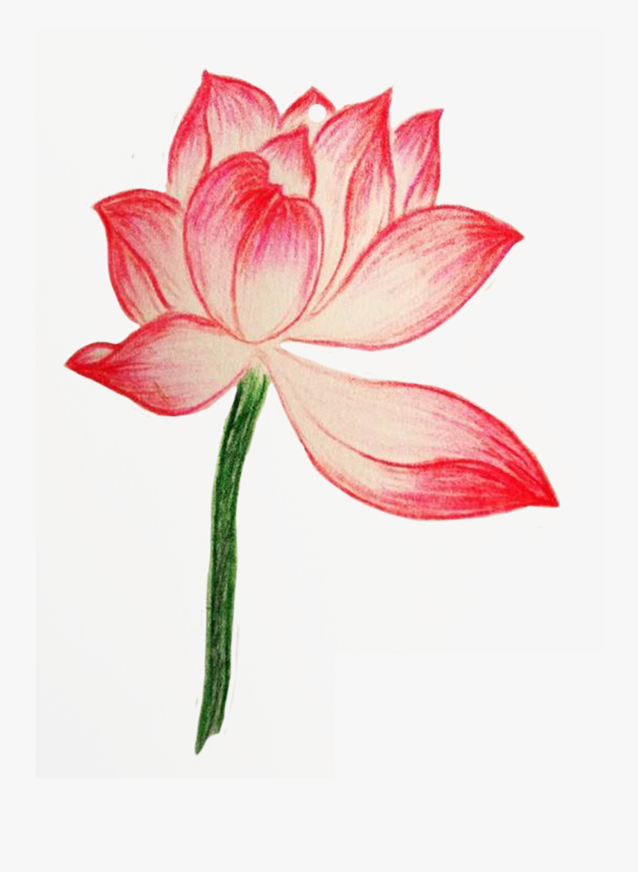 Clip Royalty Free Download Amaryllis Drawing Pencil - Colored Lotus Flower Drawing, Transparent Clipart