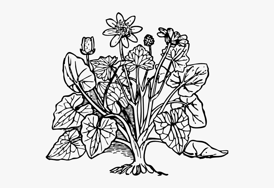 Free Vector Lesser Celandine Clip Art - Shrub Plants Black And White, Transparent Clipart