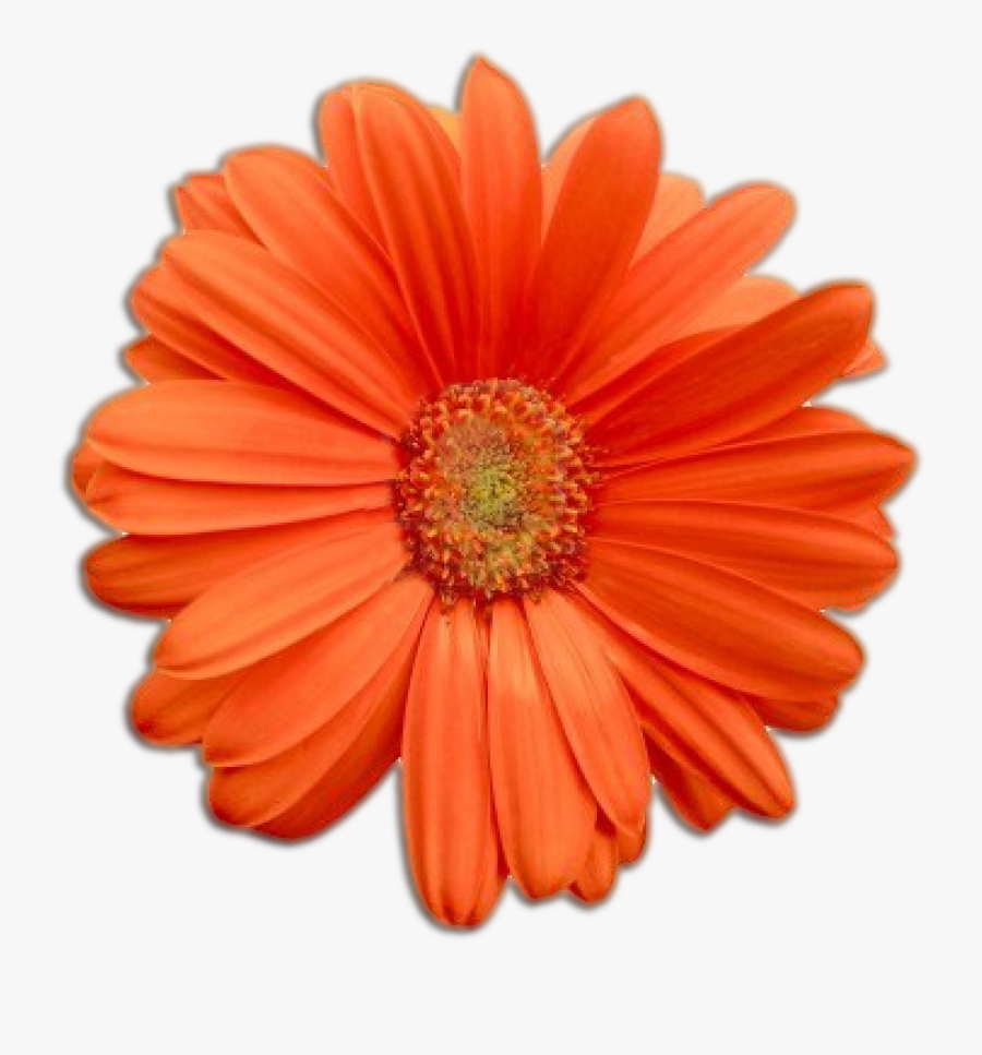 Flower, Transparent Clipart