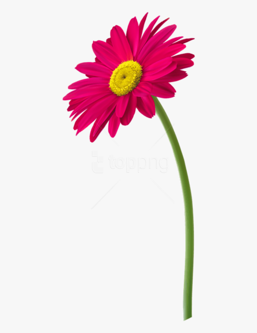 Real Flowers Png - Flower In Pot Png , Free Transparent ...