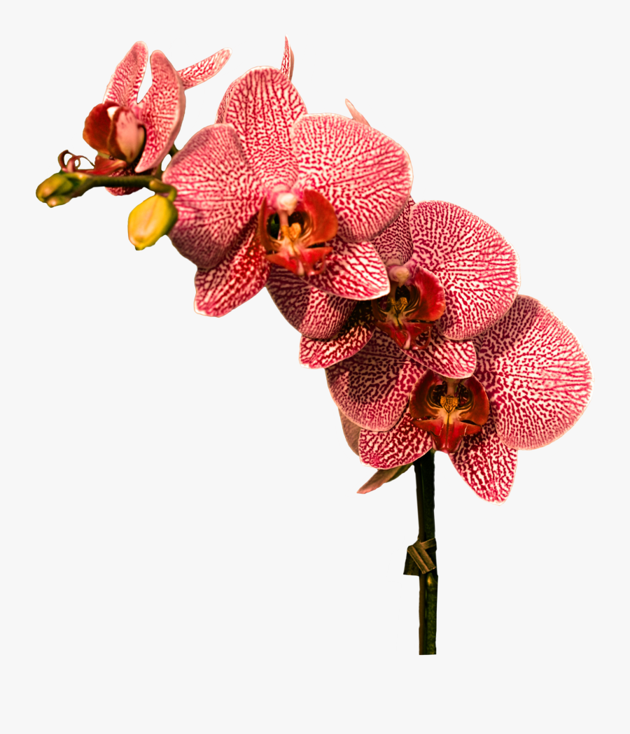 Transparent Orchids Png - Orchid Png, Transparent Clipart