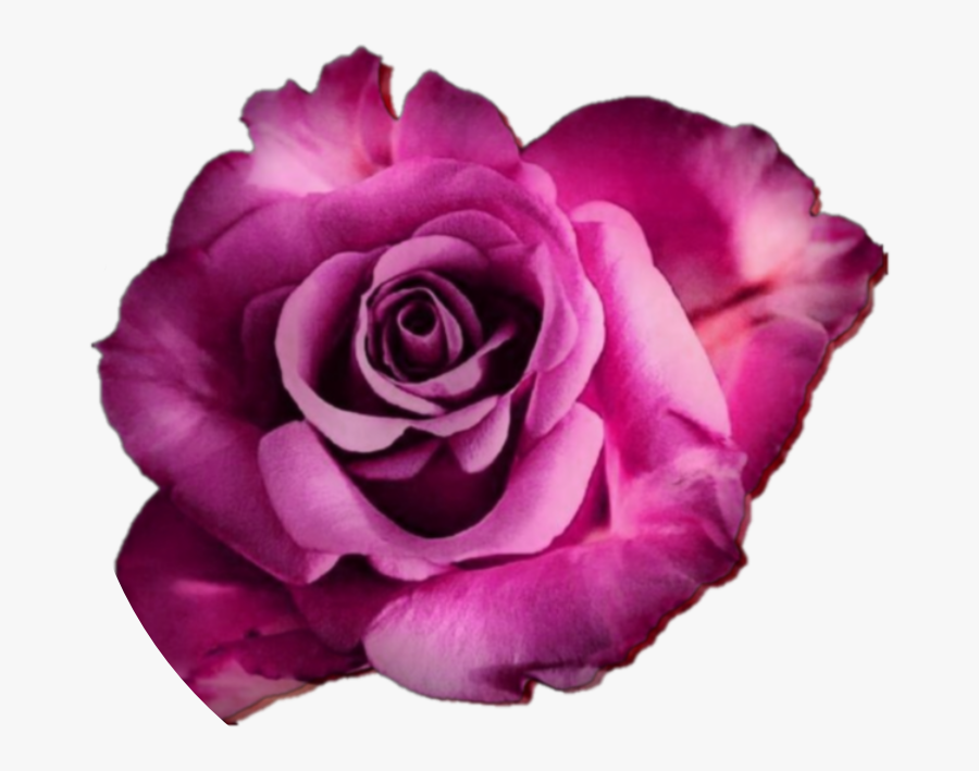 #rose #roses #flower #flowers #real #nature #edit #freetoedit - Flower, Transparent Clipart