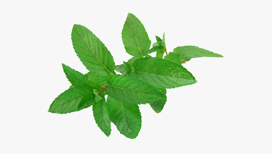 Mint Png Free Download - Mint Leaves, Transparent Clipart