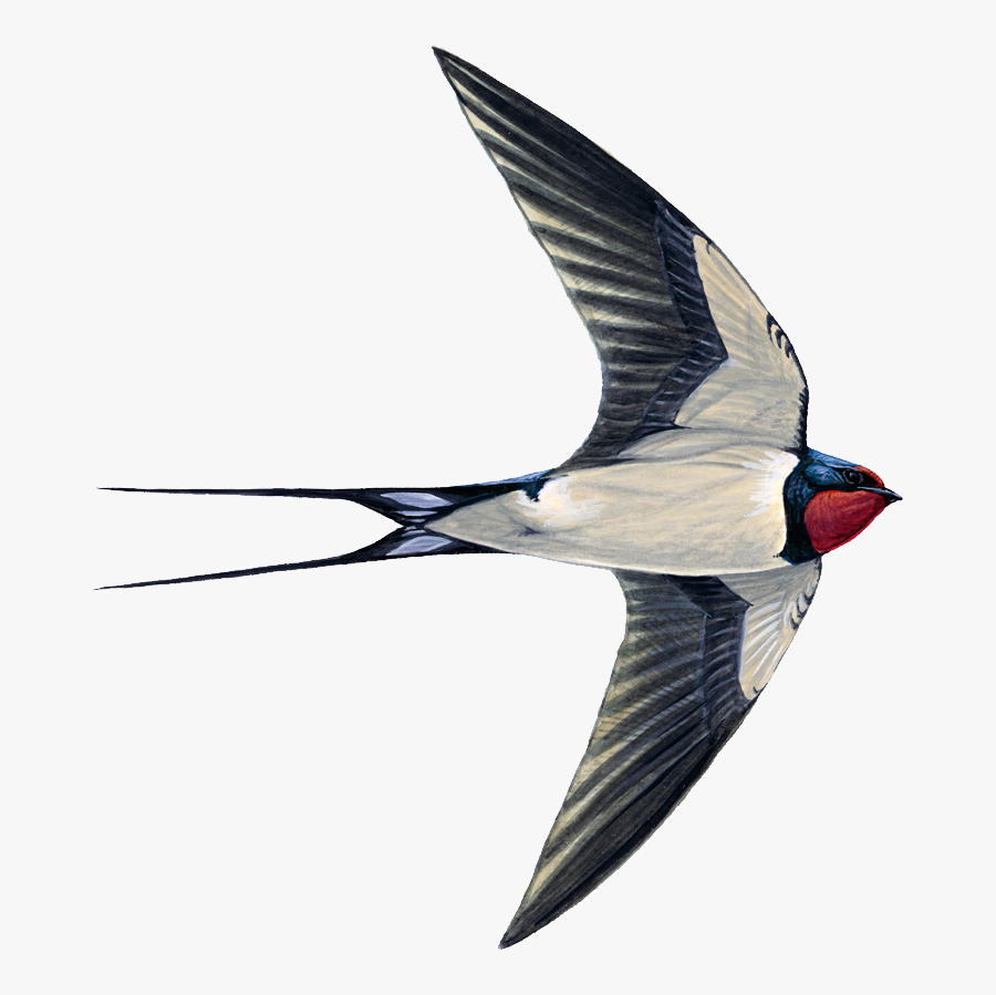 Swallow Png Free Image Download - Swift Swallow Or House Martin, Transparent Clipart