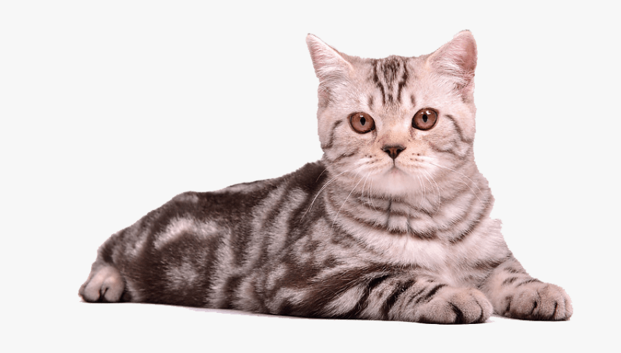 Clip Art Cat Sitting In Box - Cat Sitting Transparent Background, Transparent Clipart