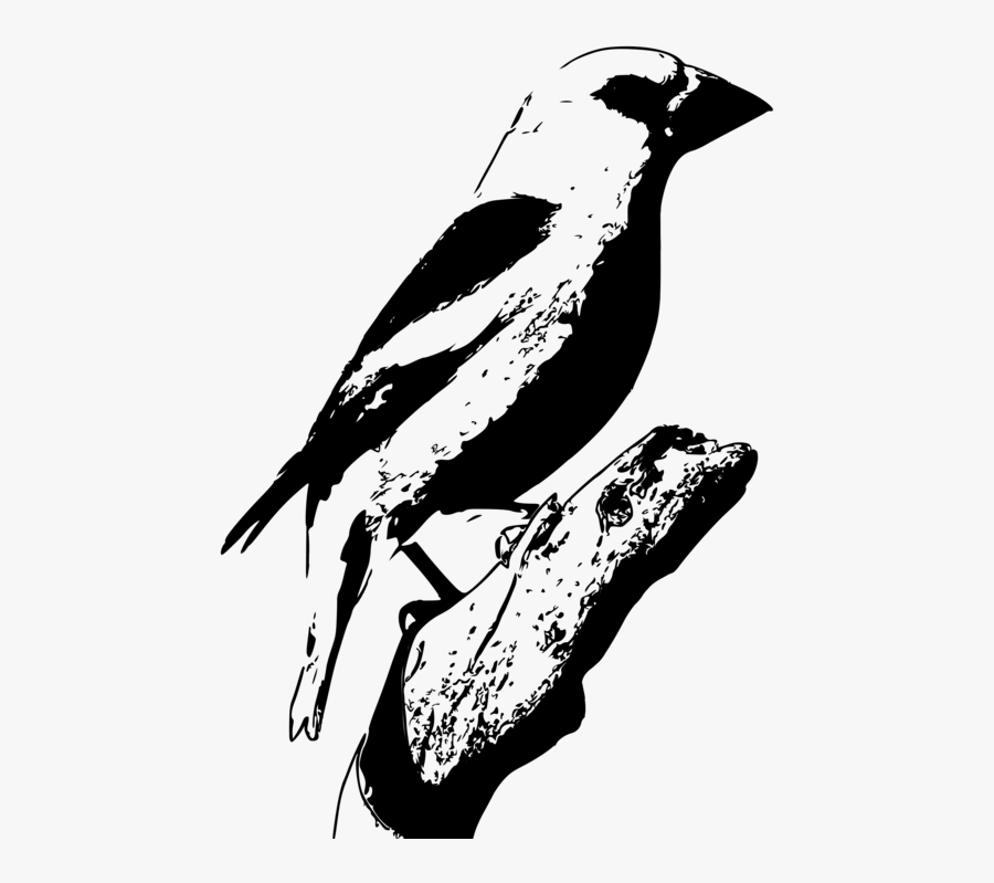 Flightless Bird,art,monochrome Photography - Perching Bird, Transparent Clipart