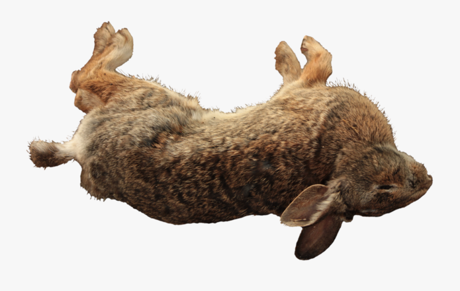 15 Dead Rabbit Png For Free Download On Mbtskoudsalg - Dead Rabbit Png, Transparent Clipart