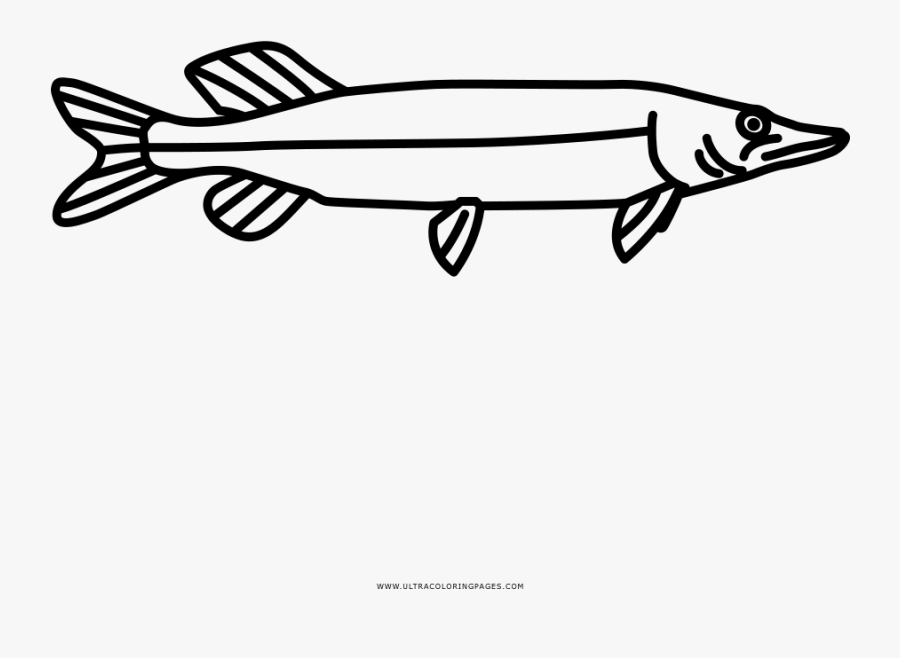 Northern Pike Coloring Page - Lunge, Transparent Clipart