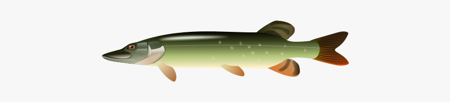Pike - Pike Clipart, Transparent Clipart