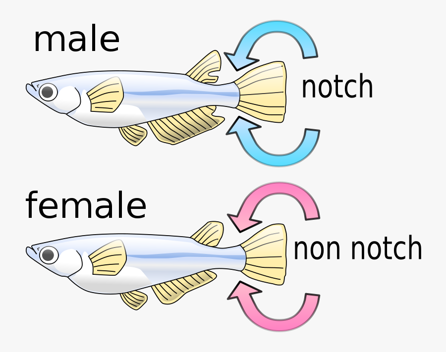 Killifish - Male And Female Carps, Transparent Clipart