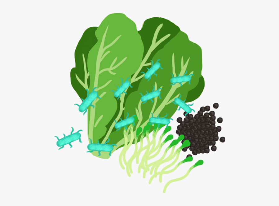 Coli In Romaine Lettuce - Drawing, Transparent Clipart