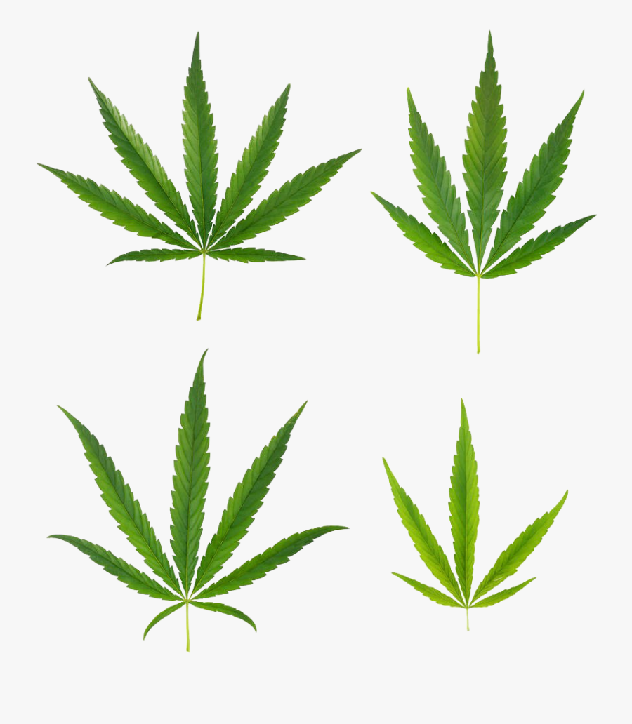 Cannabis, Transparent Clipart