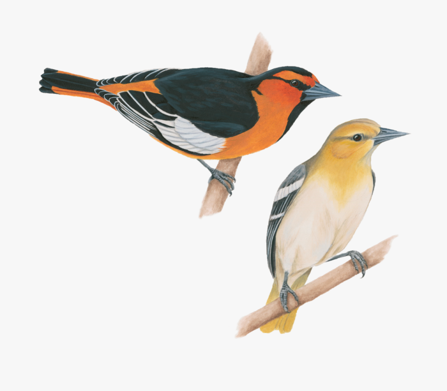 Transparent Flying Crows Png - Old World Oriole, Transparent Clipart