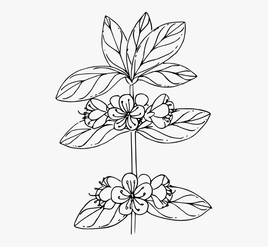 Line Art,style,flower, Transparent Clipart