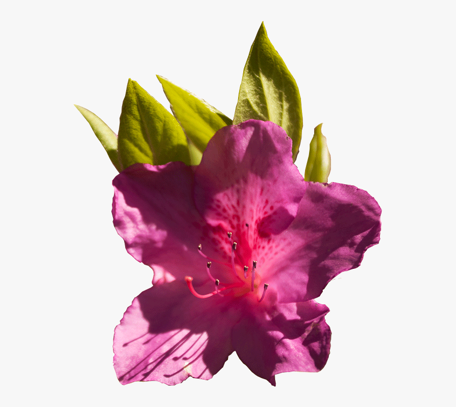Flower,flowering Catawbiense,woody Plant,four O"clock - Alstroemeriaceae, Transparent Clipart