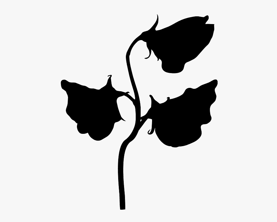 Black And White Sweet Pea, Transparent Clipart