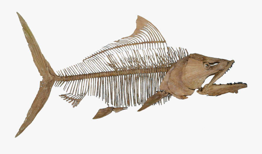 Fish Fossil No Background - Fish Fossil Png , Free Transparent Clipart ...