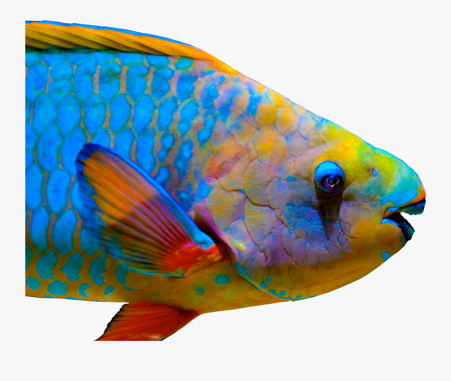 Around 1,000 Miles South Of Hawaii, A Team Of Researchers - Transparent Background Parrot Fish Png, Transparent Clipart