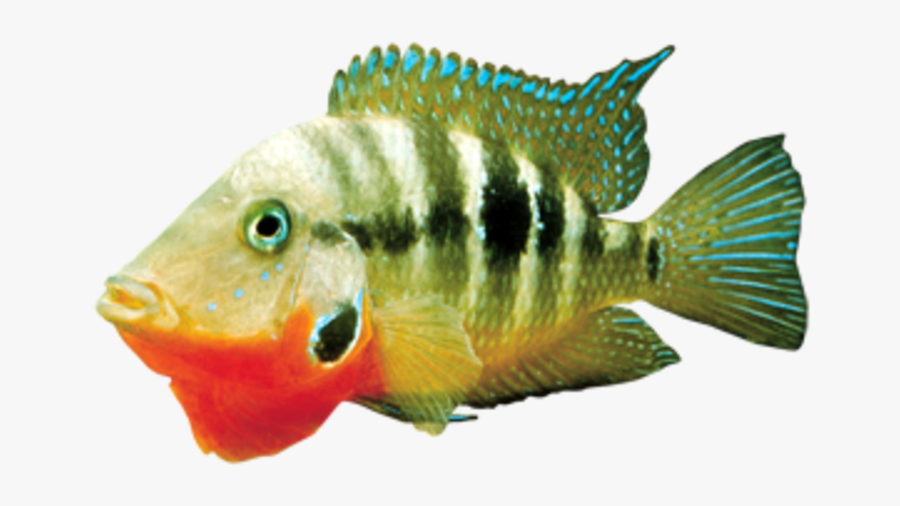 Clip Art Green Tiger Barb Fish - Cichla, Transparent Clipart