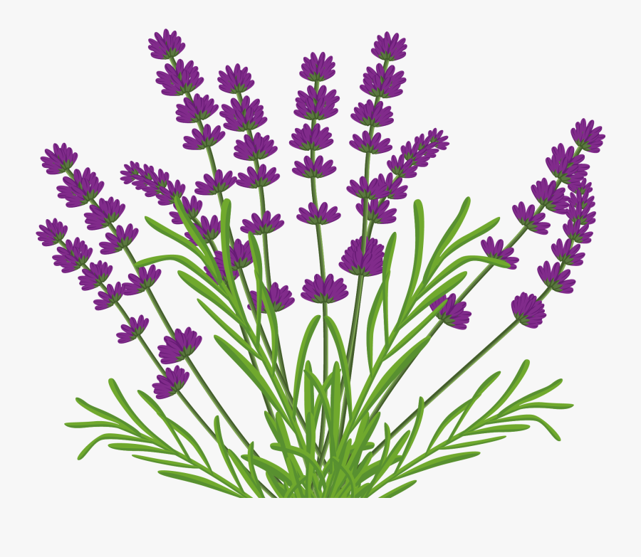Lavender Bouquet Png - Lamiaceae Png , Free Transparent Clipart ...