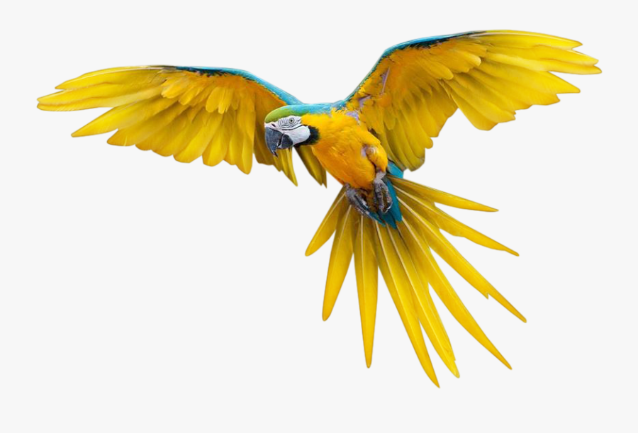 Bird Png, Transparent Clipart