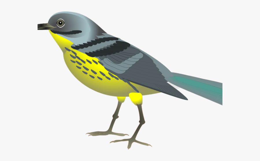 Nightingale Clipart Maya Bird - Clipart Of Bird Realistic, Transparent Clipart