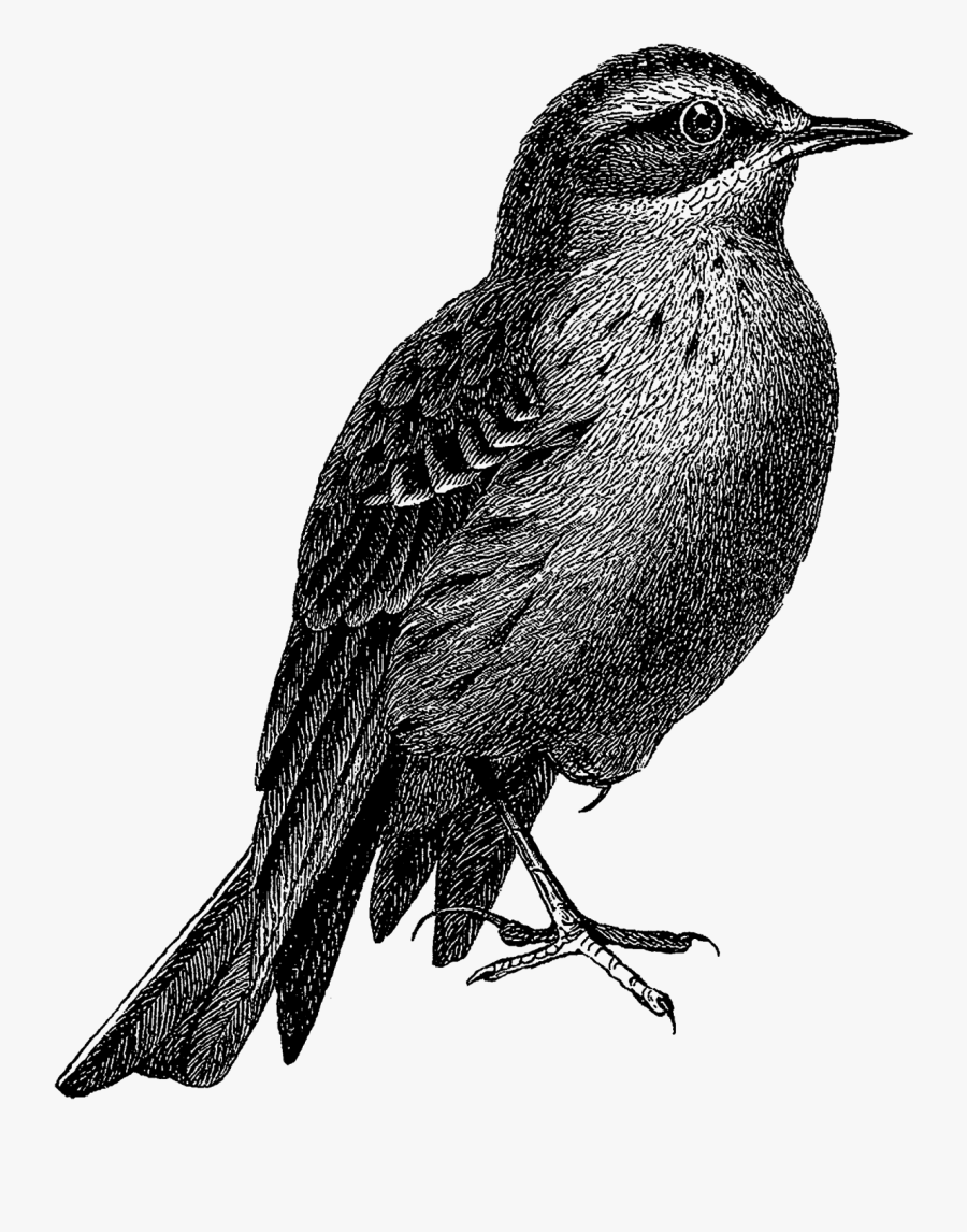 Digital Stamp Design Old - Old Bird Illustrations, Transparent Clipart