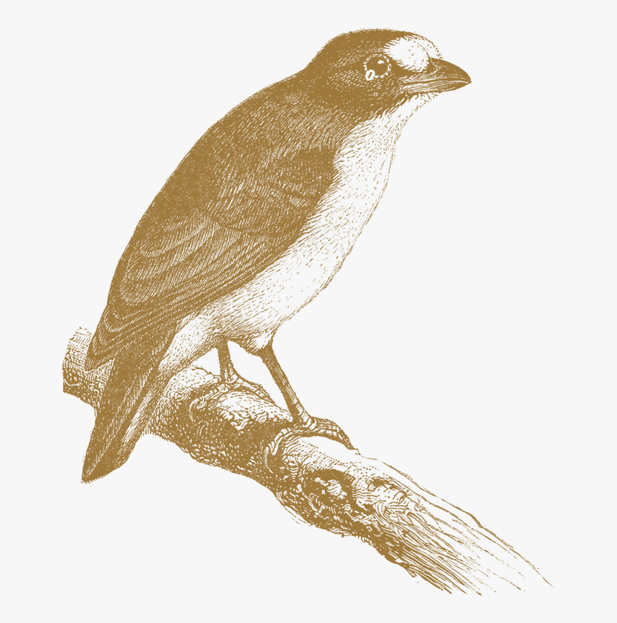 Sepia Drawing Tone - Nightingale, Transparent Clipart
