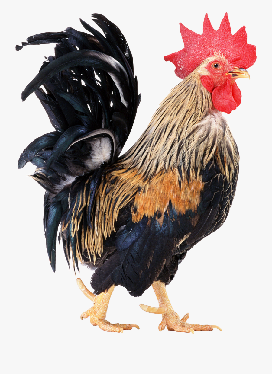 Cock Png Image Free Download - Cock Png , Free Transparent Clipart ...