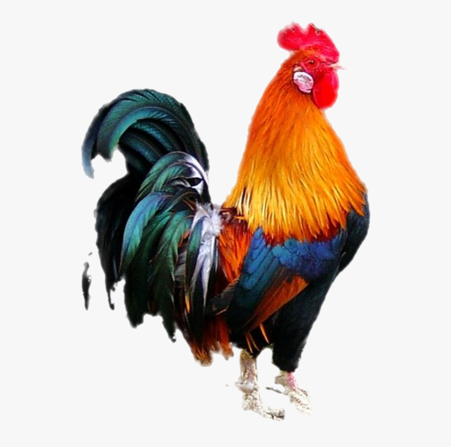 Cock Png , Free Transparent Clipart - ClipartKey