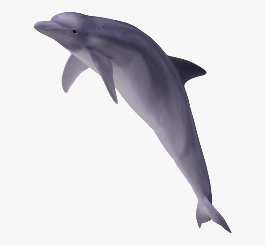 Dolphin With No Background, Transparent Clipart