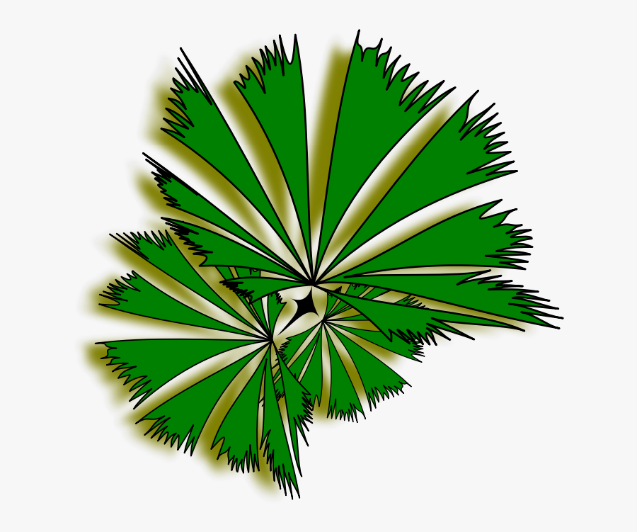 Palm Raphis 01a - Top View Tree Png, Transparent Clipart