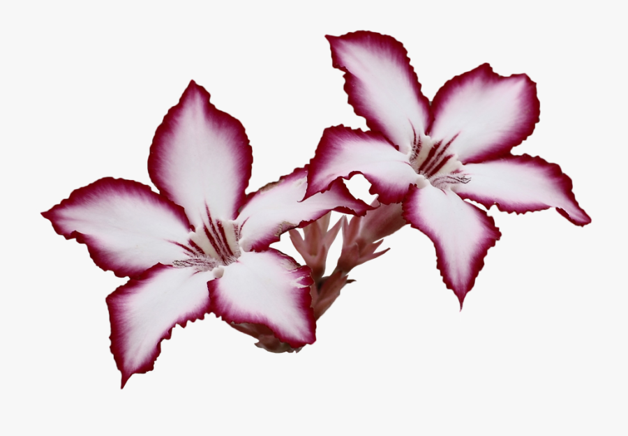 Flowers Bells Colors - Adenium Flower Hd, Transparent Clipart