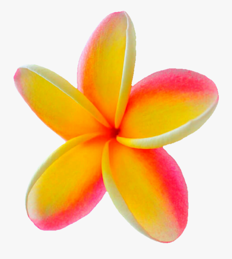 Plumeria Png , Free Transparent Clipart - ClipartKey