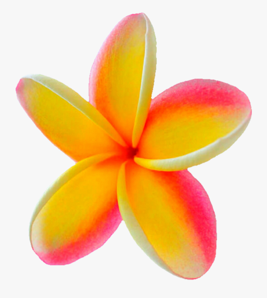 Plumeria Png, Transparent Clipart