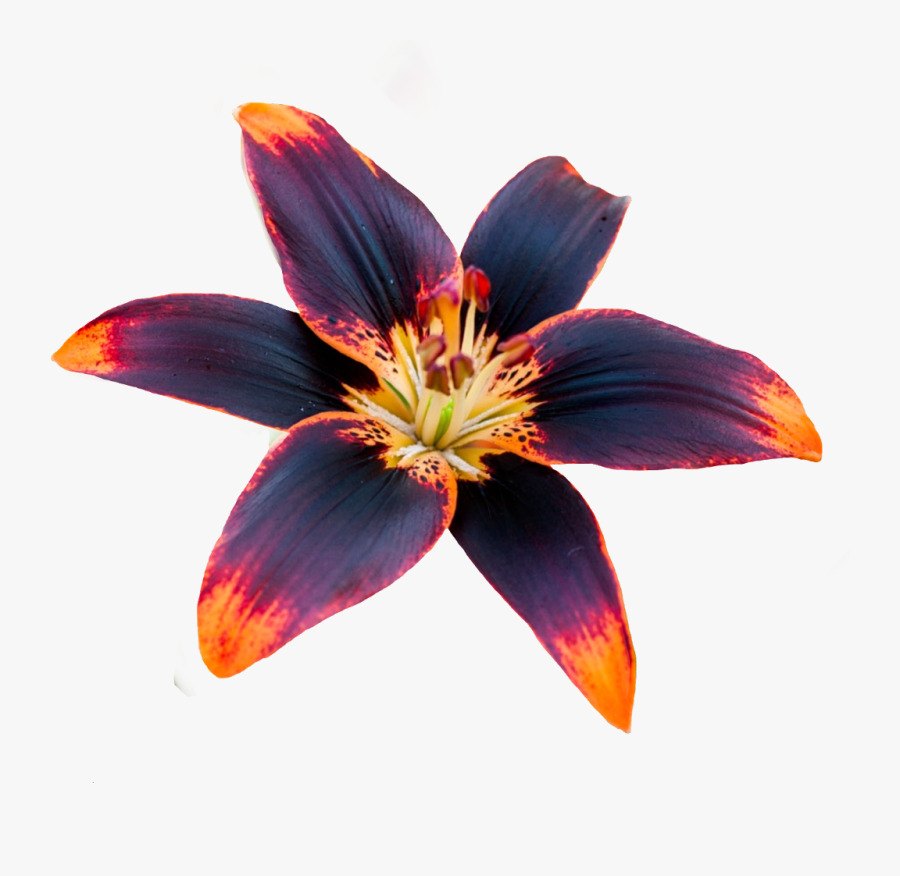 #lily #blacklily #flowers By @sadna2018 #twocolors - Iris, Transparent Clipart