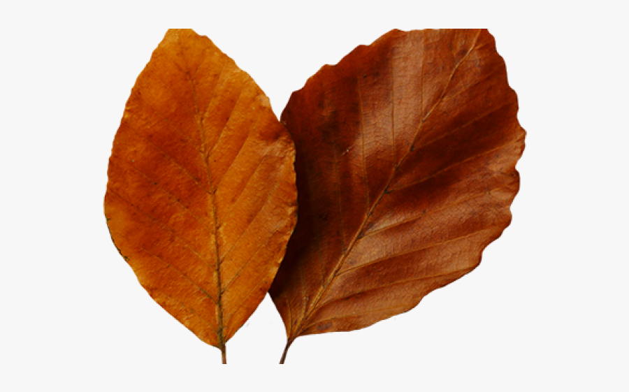 Leaves Clipart Brown Leaf - Autumn, Transparent Clipart