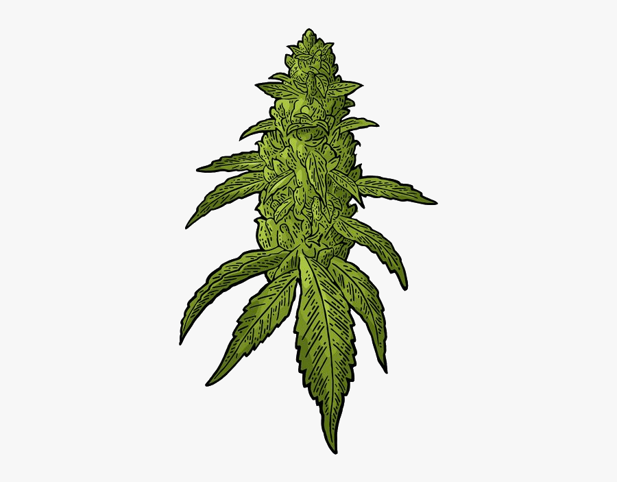 Cannabis Flowering - Weed Bud Vector, Transparent Clipart