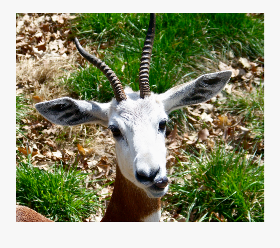 Stick Out Your Tongue Example Image - Thomson's Gazelle, Transparent Clipart
