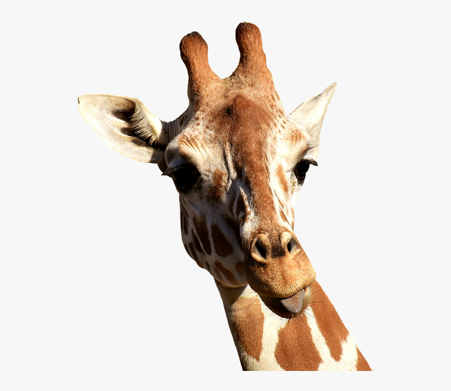 Giraffe, Cheeky, Stick Out Tongue, Funny, Cute, Animal - Ley De Uso Y Desuso Organos Lamarck, Transparent Clipart