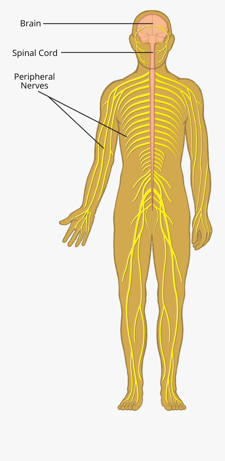 Clip Art Nervous System Pictures - Peripheral Nervous System Cartoon, Transparent Clipart
