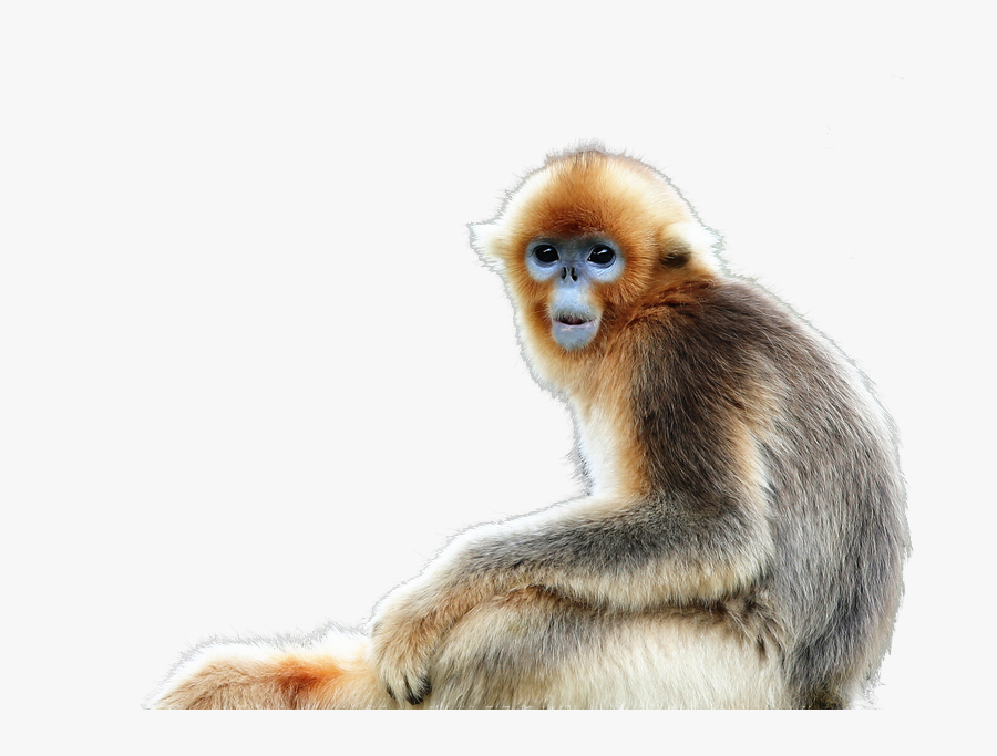 Golden Snub Nosed Monkey Png, Transparent Clipart