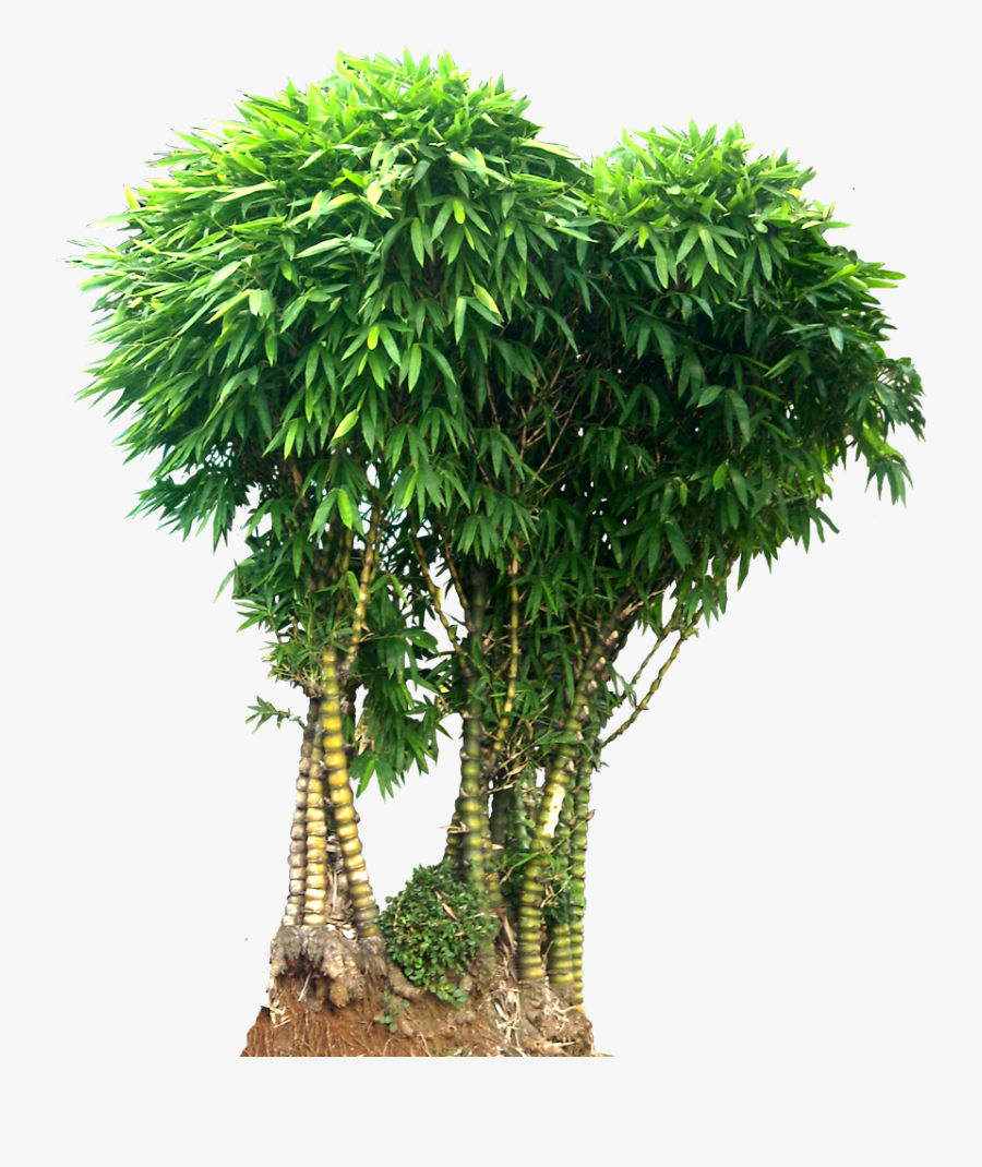 Wamin Bamboo Tree Png Picture - Bamboo Cut Out Png, Transparent Clipart