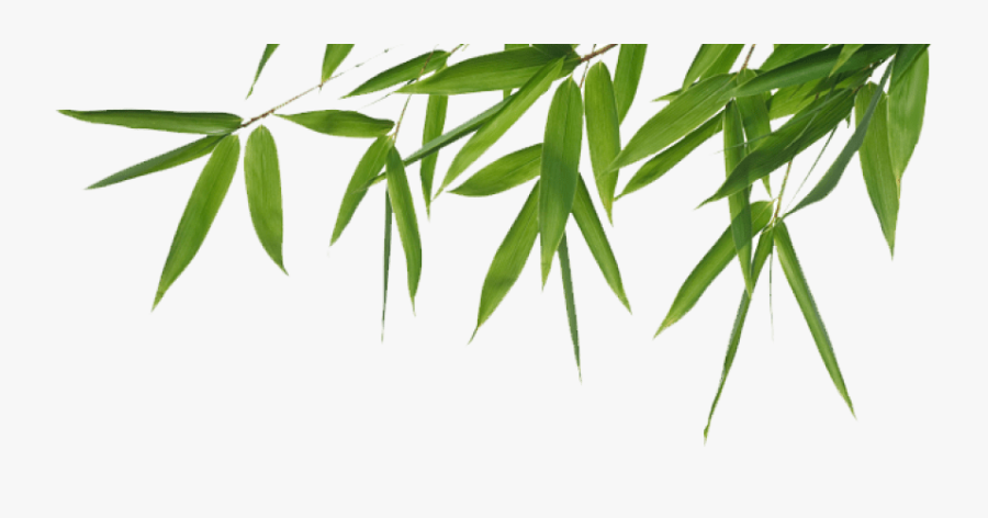 Transparent Bamboo Clipart - Bamboo Transparent, Transparent Clipart
